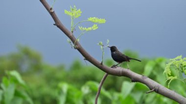 Hint bülbülü ya da Copsychus fulicatus kuşu. Muscicapidae familyasından bir kuş türü. Hindistan 'ın Bangladeş, Butan, Hindistan ve Nepal' de yaygın olarak bulunur. Yavaş çekim videosu.