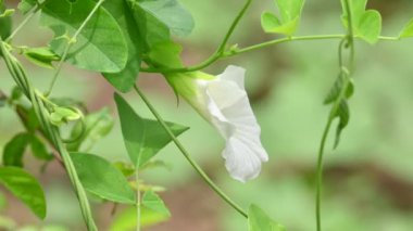 Beyaz Klitorya, ternatea çiçeği. Diğer isimleri Asya güvercin kanatları, mavi çıngıraklı yılan, mavi bezelye, kelebek bezelyesi, Cordofan bezelyesi ve Darwin bezelyesi. Bu, Fabaceae ailesine ait bir bitki türü..