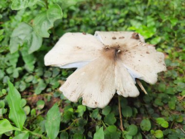 Tarladaki mantarlar. Hindistan 'da yağmur mevsiminde toprakta yetişen bir mantardır. Mantarlar, mantarlarda yaygın olarak kullanılırlar. Bu birçok vitaminin kaynağıdır..