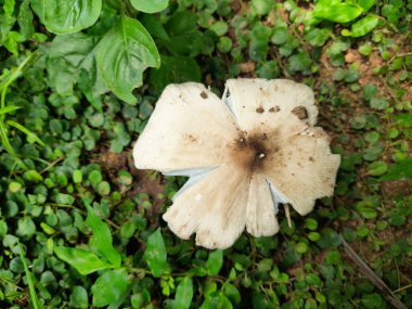 Tarladaki mantarlar. Hindistan 'da yağmur mevsiminde toprakta yetişen bir mantardır. Mantarlar, mantarlarda yaygın olarak kullanılırlar. Bu birçok vitaminin kaynağıdır..