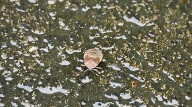Hemiptera böcekleri. Yaygın olarak 