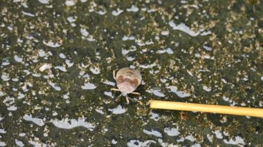 Hemiptera böcekleri. Yaygın olarak 