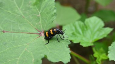 Hycleus Beetle böceği bamya yapraklarının üzerinde oturuyor. Afrika ve Asya 'da Meloidaefamily' e ait su toplayan bir böcek cinsidir. Hycleus polimorphus. Her çeşit çiçeği yerler..