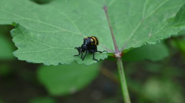 Hycleus Beetle böceği bamya yapraklarının üzerinde oturuyor. Afrika ve Asya 'da Meloidaefamily' e ait su toplayan bir böcek cinsidir. Hycleus polimorphus. Her çeşit çiçeği yerler..