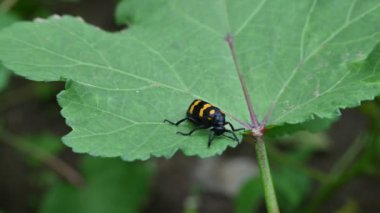 Hycleus Beetle böceği bamya yapraklarının üzerinde oturuyor. Afrika ve Asya 'da Meloidaefamily' e ait su toplayan bir böcek cinsidir. Hycleus polimorphus. Her çeşit çiçeği yerler..
