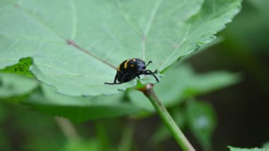 Hycleus Beetle böceği bamya yapraklarının üzerinde oturuyor. Afrika ve Asya 'da Meloidaefamily' e ait su toplayan bir böcek cinsidir. Hycleus polimorphus. Her çeşit çiçeği yerler..