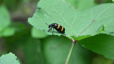 Hycleus Beetle böceği bamya yapraklarının üzerinde oturuyor. Afrika ve Asya 'da Meloidaefamily' e ait su toplayan bir böcek cinsidir. Hycleus polimorphus. Her çeşit çiçeği yerler..