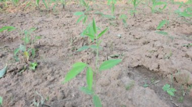 Güvercin bezelye bitkisi. Tarladaki güvercin bezelyesi bitkisi. Diğer adı Cajanus cajan, güvercin bezelyesi, kırmızı gramortur. Bu Fabaceae ailesinden bir daimi nidyedir..