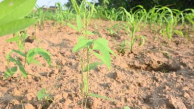 Güvercin bezelye bitkisi. Tarladaki güvercin bezelyesi bitkisi. Diğer adı Cajanus cajan, güvercin bezelyesi, kırmızı gramortur. Bu Fabaceae ailesinden bir daimi nidyedir..