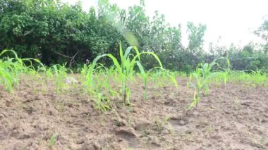 Mısır Mısır Tarımı Doğa Alanı. Yeşil mısır tarlası, tarım ekini. Mısır tarlası. Mısır aynı zamanda mısır olarak da bilinir. Mısır Tarlası Kırsal Çiftliği. Yeşil Mısır Mısır Mısır Bitkileri.