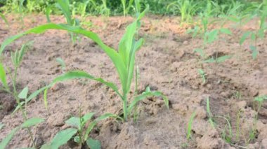 Mısır Mısır Tarımı Doğa Alanı. Yeşil mısır tarlası, tarım ekini. Mısır tarlası. Mısır aynı zamanda mısır olarak da bilinir. Mısır Tarlası Kırsal Çiftliği. Yeşil Mısır Mısır Mısır Bitkileri.