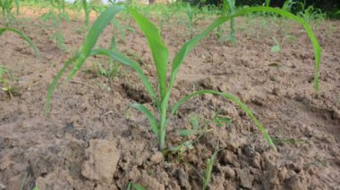 Mısır Mısır Tarımı Doğa Alanı. Yeşil mısır tarlası, tarım ekini. Mısır tarlası. Mısır aynı zamanda mısır olarak da bilinir. Mısır Tarlası Kırsal Çiftliği. Yeşil Mısır Mısır Mısır Bitkileri.