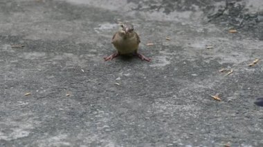 Serçe. Diğer adı Passer domesticus ve Indian House serçesi. Bu papağan familyasından bir kuş, dünyanın pek çok yerinde bulunur. Yavaş çekim videosu. 