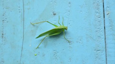 Microcentrum rhombifolium böceği. Tettigonidae familyasından bir böcek türüdür. Diğer adları ise Katydid 'in daha büyük açısı, geniş kanatlı katydid, ve kanatlı katydid. Yeşil Böcek. 