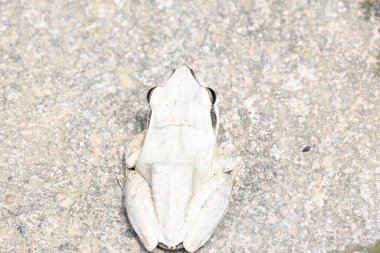 Stony Creek kurbağası. Diğer adı Ranoidea Wilcoxii, doğu Stony Creek kurbağası, ağaç kurbağası ve Wilcox kurbağası. Hint uçan kurbağası. 