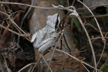 Stony Creek kurbağası. Diğer adı Ranoidea Wilcoxii, doğu Stony Creek kurbağası, ağaç kurbağası ve Wilcox kurbağası. Hint uçan kurbağası. 