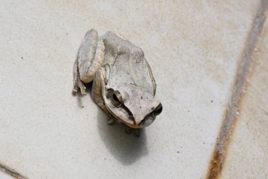 Stony Creek kurbağası. Diğer adı Ranoidea Wilcoxii, doğu Stony Creek kurbağası, ağaç kurbağası ve Wilcox kurbağası. Hint uçan kurbağası. 