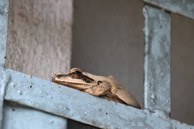 Stony Creek kurbağası. Diğer adı Ranoidea Wilcoxii, doğu Stony Creek kurbağası, ağaç kurbağası ve Wilcox kurbağası. Hint uçan kurbağası. 