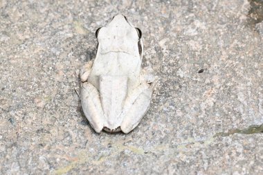 Stony Creek kurbağası. Diğer adı Ranoidea Wilcoxii, doğu Stony Creek kurbağası, ağaç kurbağası ve Wilcox kurbağası. Hint uçan kurbağası. 