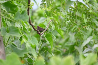 Hint bülbülü ya da Copsychus fulicatus kuşu. Muscicapidae familyasından bir kuş türü. Hindistan 'ın alt kıtasında yaygındır ve Bangladeş, Butan, Hindistan ve Nepal' de yaygındır..