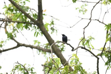 Hint bülbülü ya da Copsychus fulicatus kuşu. Muscicapidae familyasından bir kuş türü. Hindistan 'ın alt kıtasında yaygındır ve Bangladeş, Butan, Hindistan ve Nepal' de yaygındır..