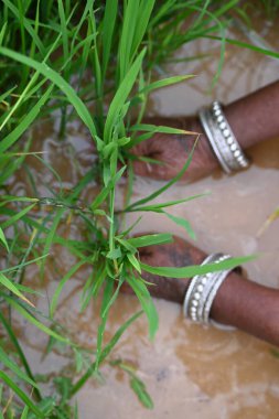 Pirinç fidanlığı yataktan yok oluyor. Çiftçiler pirinç fidanları topluyor. Pirinç ekme mevsiminde pirinç yetiştirmek. Hindistan 'da pirinç ya da çeltik yetiştiriciliği. Kökünden sökülüp başka bir yere yerleştirilmiş..