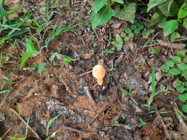 Cyptotrama asprata. Its other names aspratum, golden scruffy collybia, and spiny woodknight. This is asaprobicspecies ofmushroomin the familyPhysalacriaceae. Orange mushroom.  clipart