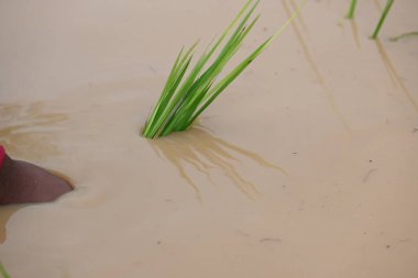 Rice plant planting in the field. A Indian farmer hand planting rice plant. Paddy or Rice farming in India. Agriculture activity.  clipart