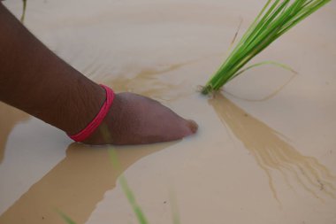 Tarlaya pirinç ekimi. Hintli bir çiftçi pirinç ekiyor. Hindistan 'da Paddy veya Rice çiftçiliği. Tarım faaliyetleri. 