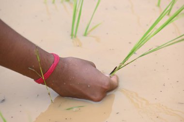 Tarlaya pirinç ekimi. Hintli bir çiftçi pirinç ekiyor. Hindistan 'da Paddy veya Rice çiftçiliği. Tarım faaliyetleri. 