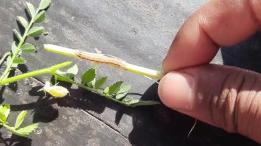 Nohut mahsulüne sıkıcı bir hücum. Maruca vitrata baklagillere zarar veren tropikal bir böcektir. Diğer adları Maruca pod borer, fasulye pod borer, soya fasulyesi podu borer, güve ve baklagil kapsülü sıkıcı.