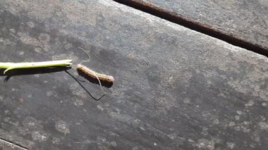 Nohut mahsulüne sıkıcı bir hücum. Maruca vitrata baklagillere zarar veren tropikal bir böcektir. Diğer adları Maruca pod borer, fasulye pod borer, soya fasulyesi podu borer, güve ve baklagil kapsülü sıkıcı.