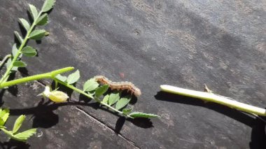 Nohut mahsulüne sıkıcı bir hücum. Maruca vitrata baklagillere zarar veren tropikal bir böcektir. Diğer adları Maruca pod borer, fasulye pod borer, soya fasulyesi podu borer, güve ve baklagil kapsülü sıkıcı.