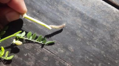 Nohut mahsulüne sıkıcı bir hücum. Maruca vitrata baklagillere zarar veren tropikal bir böcektir. Diğer adları Maruca pod borer, fasulye pod borer, soya fasulyesi podu borer, güve ve baklagil kapsülü sıkıcı.