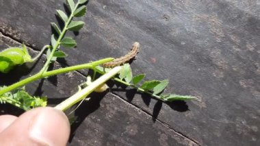 Nohut mahsulüne sıkıcı bir hücum. Maruca vitrata baklagillere zarar veren tropikal bir böcektir. Diğer adları Maruca pod borer, fasulye pod borer, soya fasulyesi podu borer, güve ve baklagil kapsülü sıkıcı.