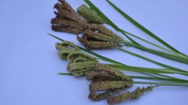 Eleusine coracana veya parmak darı. Hindistan 'da Ragi ve Madua ve Nepal' de Kodo olarak adlandırılır. Yıllık otçul bitkidir. Afrika ve Asya 'da yaygın olarak mısır gevreği olarak yetişir..