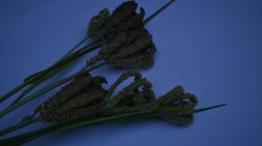 Eleusine coracana veya parmak darı. Hindistan 'da Ragi ve Madua ve Nepal' de Kodo olarak adlandırılır. Yıllık otçul bitkidir. Afrika ve Asya 'da geniş bir mısır gevreği olarak yetişir. Yavaş çekim..
