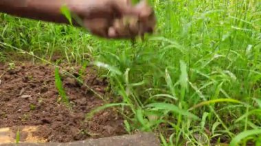 Bahçıvan elleriyle çimleri biçiyor. Bahçıvan bir çapa ile çiçek tarlasından yabani otları temizliyor. Muson mevsiminde bahçemizi temizle. Bahçe işleri..