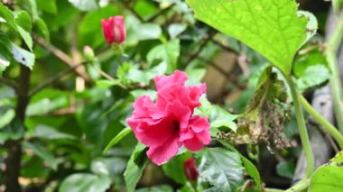 Bitkide Hibiscus çiçeği. Hibiscusis düşük familyasında yetişen bir bitki cinsidir, Malvacea. Diğer adı olan amber çiçeği, Sharon gülü ve tropikal amber çiçeği. Hintçe 'de 