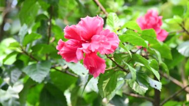 Bitkide Hibiscus çiçeği. Hibiscusis düşük familyasında yetişen bir bitki cinsidir, Malvacea. Diğer adı olan amber çiçeği, Sharon gülü ve tropikal amber çiçeği. Hintçe 'de 