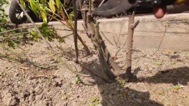 Bahçe makası ile gül bitkilerinin dallarını kesip budamak. Kurumuş gül dalını budamak. Bahçıvan elinde makasla gül bitkisini buduyor ya da kesiyor. Bahçe işleri.. 