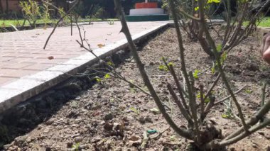 Bahçe makası ile gül bitkilerinin dallarını kesip budamak. Kurumuş gül dalını budamak. Bahçıvan elinde makasla gül bitkisini buduyor ya da kesiyor. Bahçe işleri.. 