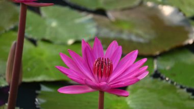 Su birikintisinde sulu zambak. Diğer adı Nymphaeaceae ve nilüferler. Nilüferler su yüzeyindeki 45 'lik videoda yaprakları ve çiçekleri yüzen ya da ortaya çıkan yaprakları olan su kütlelerini aşındırdı.. 