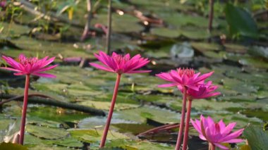 Su birikintisinde sulu zambak. Diğer adı Nymphaeaceae ve nilüferler. Nilüferler su yüzeyindeki 45 'lik videoda yaprakları ve çiçekleri yüzen ya da ortaya çıkan yaprakları olan su kütlelerini aşındırdı.. 