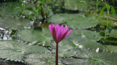 Su birikintisinde sulu zambak. Diğer adı Nymphaeaceae ve nilüferler. Nilüferler su yüzeyindeki 45 'lik videoda yaprakları ve çiçekleri yüzen ya da ortaya çıkan yaprakları olan su kütlelerini aşındırdı.. 