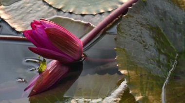 Su birikintisinde sulu zambak. Diğer adı Nymphaeaceae ve nilüferler. Nilüferler su yüzeyindeki 45 'lik videoda yaprakları ve çiçekleri yüzen ya da ortaya çıkan yaprakları olan su kütlelerini aşındırdı.. 