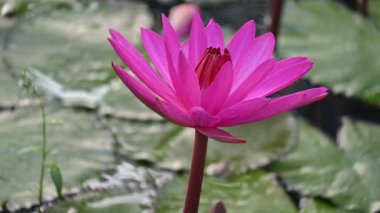 Su birikintisinde sulu zambak. Diğer adı Nymphaeaceae ve nilüferler. Nilüferler su yüzeyindeki 45 'lik videoda yaprakları ve çiçekleri yüzen ya da ortaya çıkan yaprakları olan su kütlelerini aşındırdı.. 