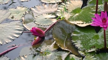 Su birikintisinde sulu zambak. Diğer adı Nymphaeaceae ve nilüferler. Nilüferler su yüzeyindeki 45 'lik videoda yaprakları ve çiçekleri yüzen ya da ortaya çıkan yaprakları olan su kütlelerini aşındırdı.. 