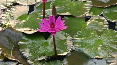 Su birikintisinde sulu zambak. Diğer adı Nymphaeaceae ve nilüferler. Nilüferler su yüzeyindeki 45 'lik videoda yaprakları ve çiçekleri yüzen ya da ortaya çıkan yaprakları olan su kütlelerini aşındırdı.. 
