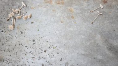 Termitomyce mantarı. Termit yuvalarıyla ilişkili yenilebilir mantar cinsidir. Bunlar zevkleriyle bilinir. Vitamin bakımından zenginler ve vücudumuzun bağışıklığını arttırıyorlar..